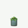 plants ecommerce product featured img 12