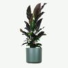 plants ecommerce product featured img 18