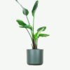 plants ecommerce product featured img 4