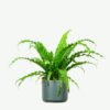 plants ecommerce product featured img 8