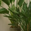 plants shop product gallery img 011