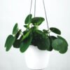 plants shop product gallery img 16