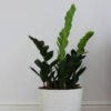 plants shop product gallery img 19
